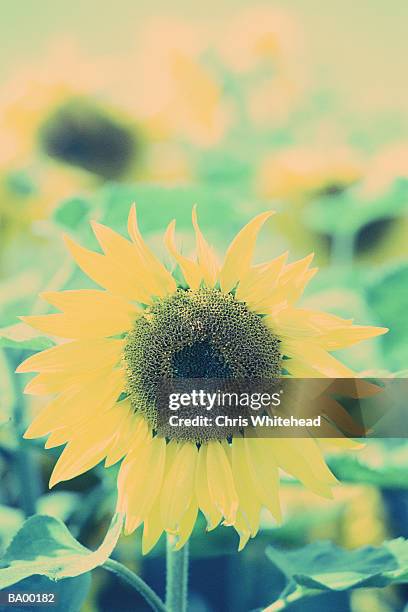 sunflower (helicanthus sp.) close-up (cross-processed) - chris cross stock pictures, royalty-free photos & images