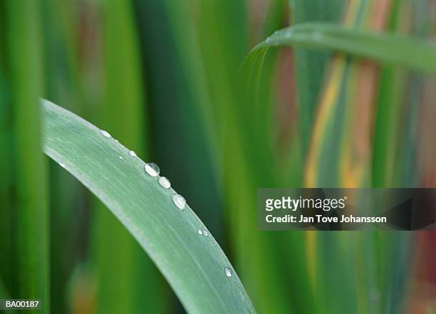 dew on blade of grass - blade photos et images de collection