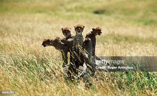 four cheetahs (acinonyx jubatus) in field - roger fotografías e imágenes de stock