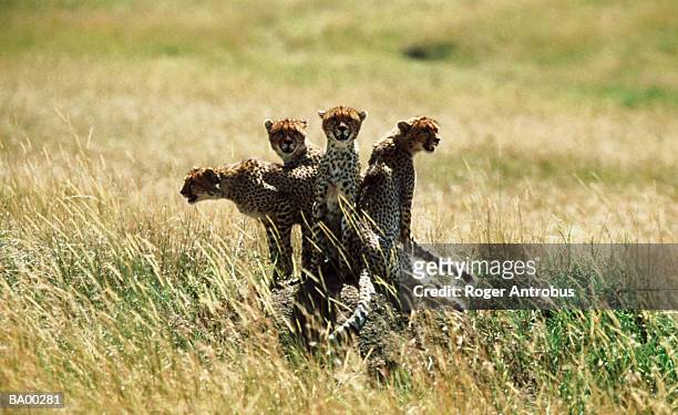 four cheetahs (acinonyx jubatus) in field - roger stockfoto's en -beelden