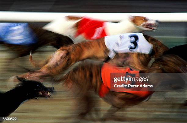 greyhounds racing on track (blurred motion) - greyhounds stock pictures, royalty-free photos & images
