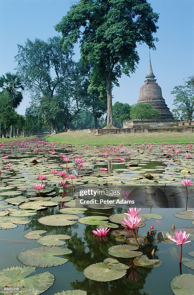 Thailand, Sukhothai, lotus flowers floating on pond