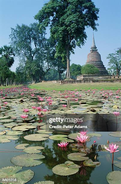 thailand, sukhothai, lotus flowers floating on pond - lotus pond stock pictures, royalty-free photos & images
