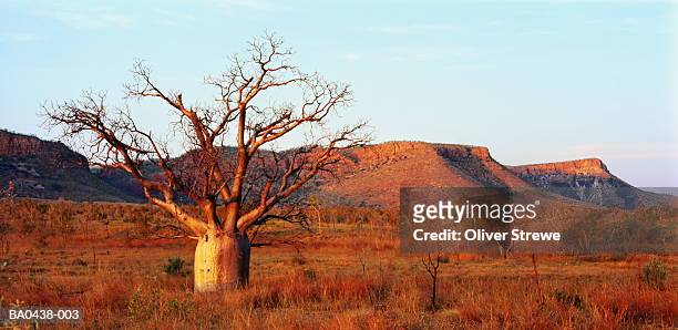 lone boab tree in scrubland, the kimberley, western australia - australian desert bildbanksfoton och bilder