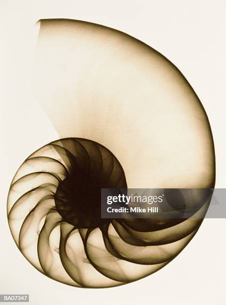 x-ray of chambered nautilus shell (nautilus sp.) (sepia tone) - nautilus stockfoto's en -beelden