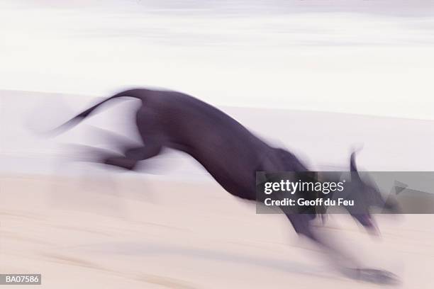 greyhound running on beach (blurred motion, defocussed) - du stock pictures, royalty-free photos & images