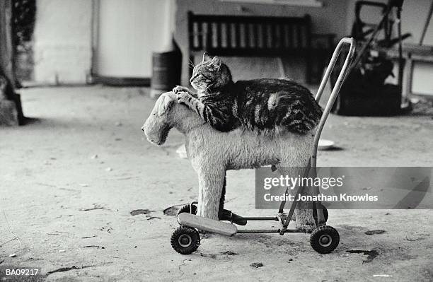 cat lying on toy dog (b&w) - leksakshund bildbanksfoton och bilder