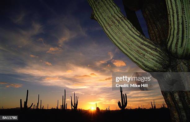 saguaro cacti (carnegiea gigantea), sunset, arizona, usa - mike 個照片及圖片檔