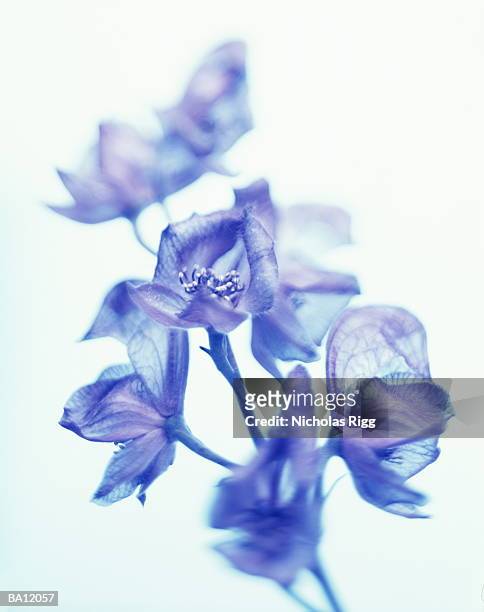 flowers in blue, close-up of - agapanthus stock pictures, royalty-free photos & images
