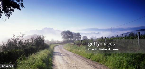 europe, italy, tuscany, siena, dirt road and vineyard - mittelstreifen stock-fotos und bilder