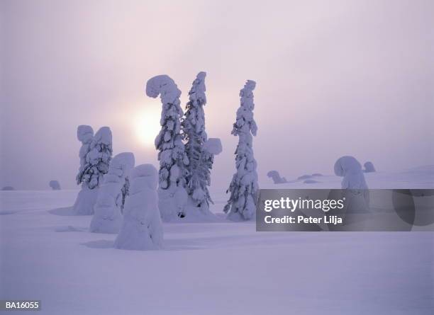 snow-covered spruce trees on taiga landscape - peter snow stock pictures, royalty-free photos & images