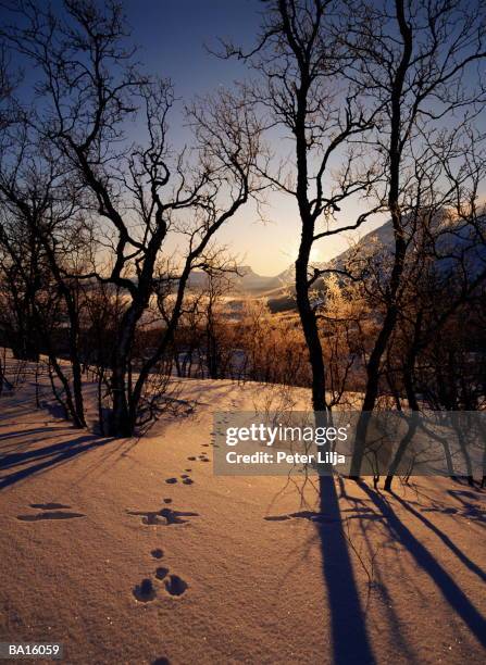 sunlight shining on animal tracks in snow - peter snow stock pictures, royalty-free photos & images