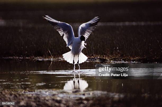 black-headed gull (larus ridibundus) in flight - black headed gull stock pictures, royalty-free photos & images