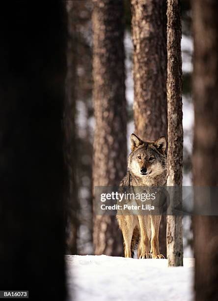 gray wolf (canis lupus) standing beside tree in snow-covered forest - peter snow stock pictures, royalty-free photos & images