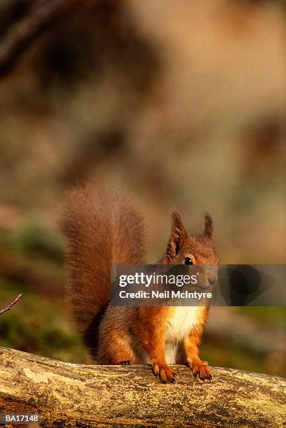 red squirrel (sciurus vulgaris) - tree squirrel stockfoto's en -beelden