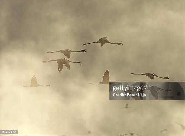 flamingoes (phoenicopterus sp.) in flight, side view - lake bogoria stock pictures, royalty-free photos & images