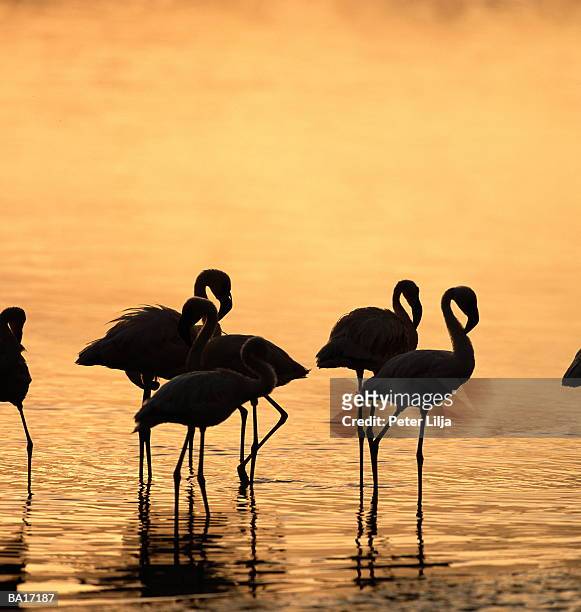 flamingoes (phoenicopterus sp.) standing in lake, silhouette - lake bogoria stock pictures, royalty-free photos & images