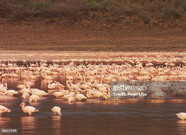 flamingoes (phoenicopterus sp.) standing in lake - lago bogoria foto e immagini stock