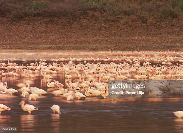 flamingoes (phoenicopterus sp.) standing in lake - lake bogoria stock pictures, royalty-free photos & images