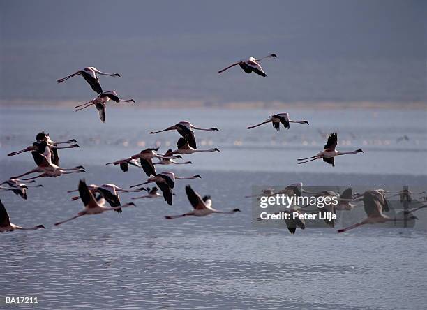 flamingoes (phoenicopterus sp.) in flight over lake - lake bogoria stock pictures, royalty-free photos & images