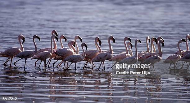 flamingoes (phoenicopterus sp.) standing in lake, side view - lake bogoria stock pictures, royalty-free photos & images