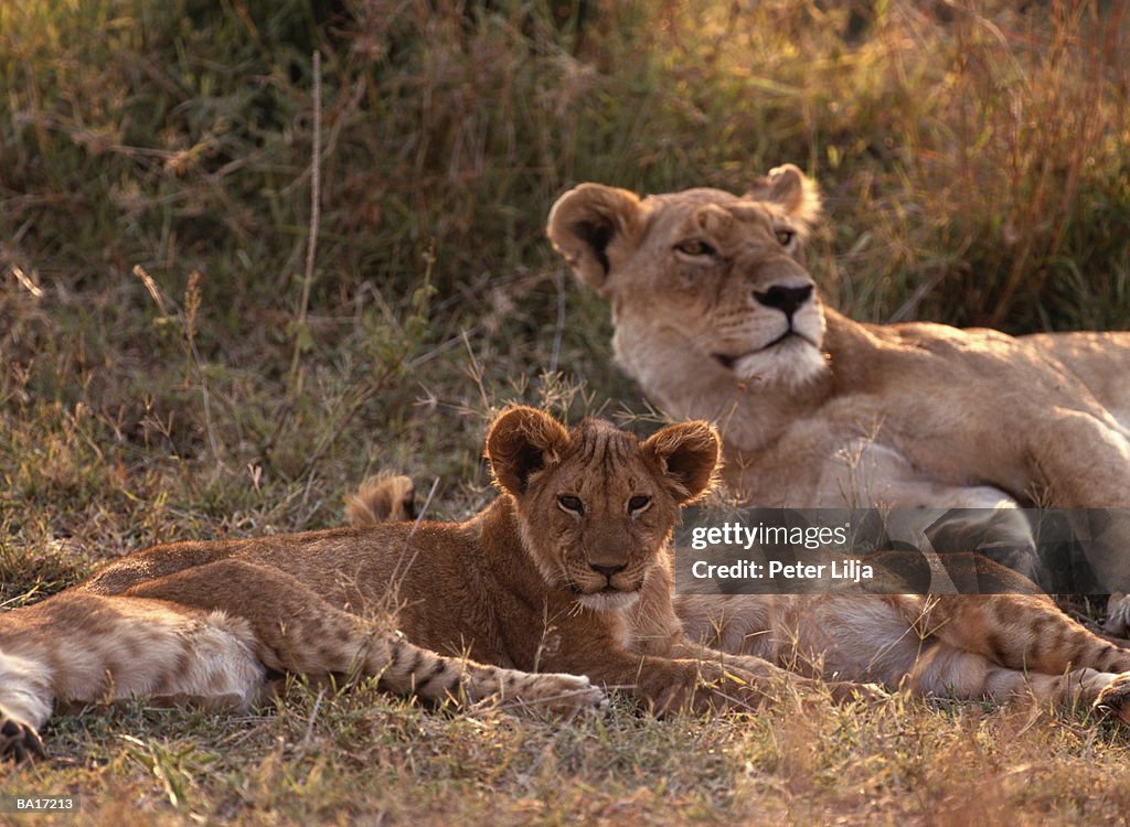 Lioness (Panthera leo) and cubs lying on ground