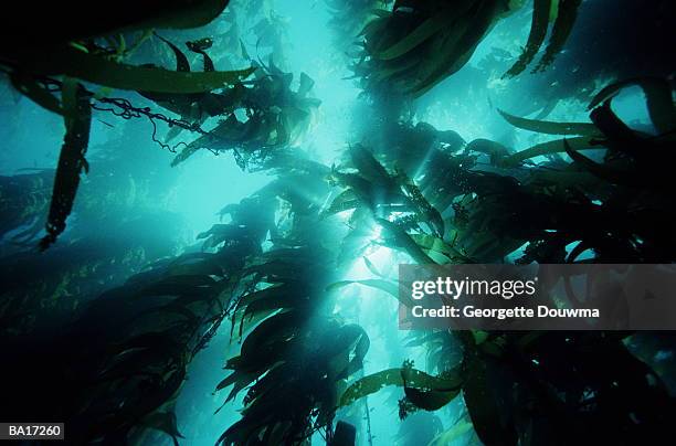 giant kelp (macrocystis pyrifera) forest, low angle view - alga foto e immagini stock