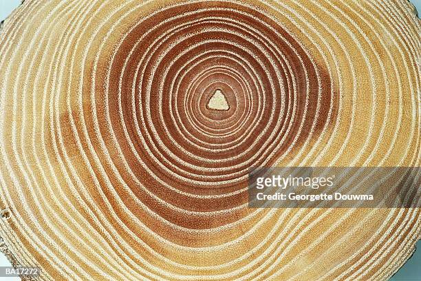 tree trunk, cross-section, annual rings - tree rings stock pictures, royalty-free photos & images