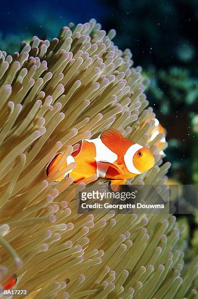 false clown anemonefish (amphiprion ocellaris), close-up - pesce pagliaccio di clark foto e immagini stock