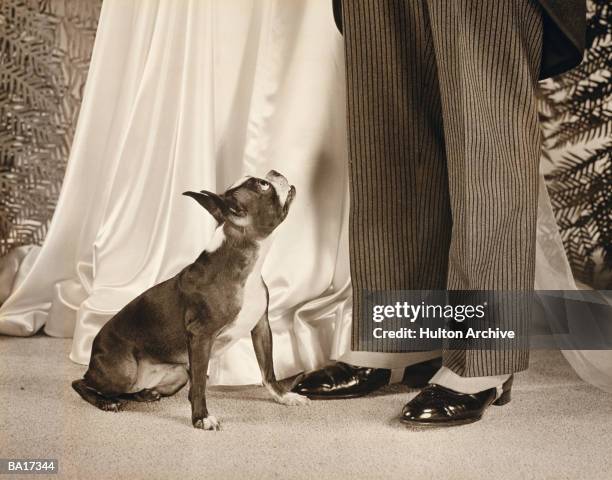 Dog looking up at couple dressed in evening wear