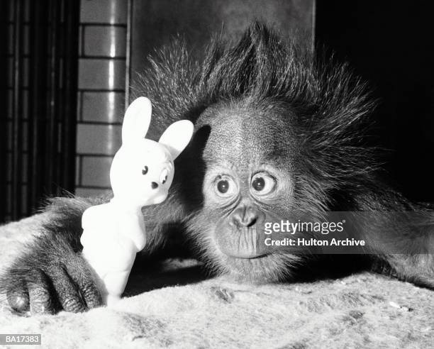 Baby orang-utan with toy animal, close-up