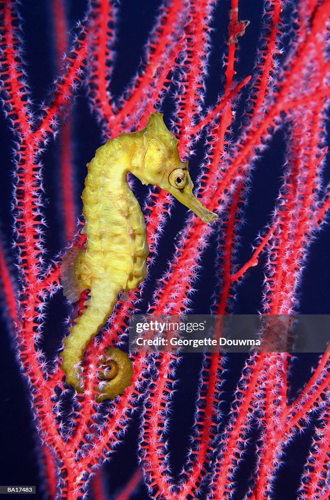 Seahorse (Hippocampus sp.) swimming in Gorgonian sea fan