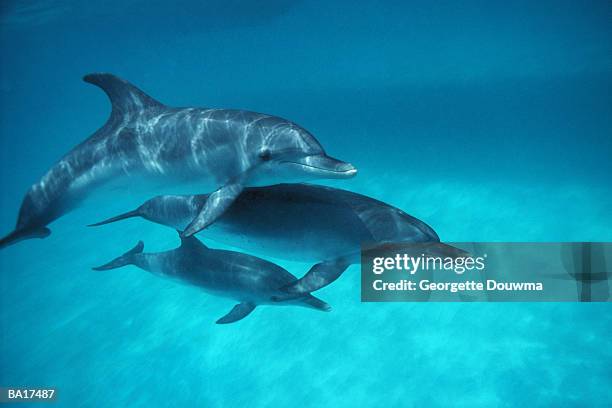 atlantic spotted dolphins (stenella frontalis) adults with juvenile - dolphin calf stock pictures, royalty-free photos & images