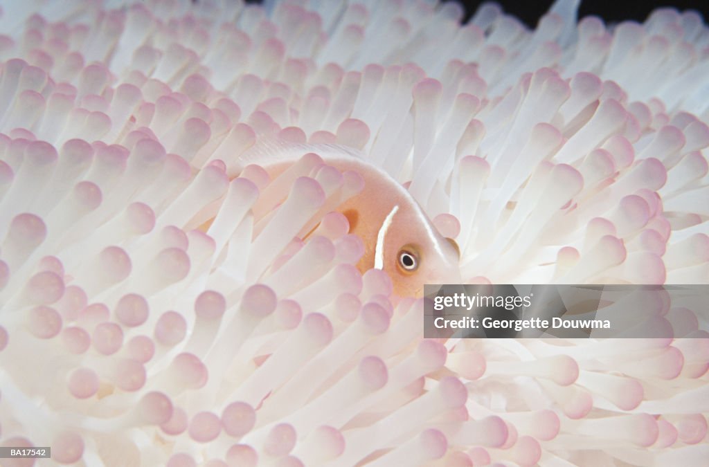Pink anemonefish (Amphiprion perideraion) in sea anemone