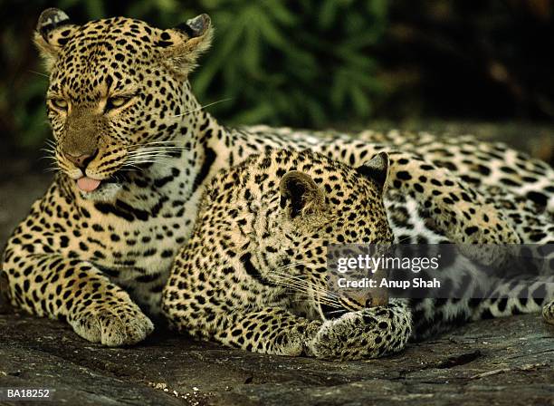 leopard (panthera pardus) lying with cub - leopard cub stock pictures, royalty-free photos & images