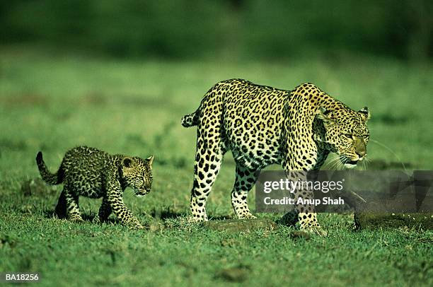 leopard (panthera pardus) and cub walking together - leopard cub stock pictures, royalty-free photos & images