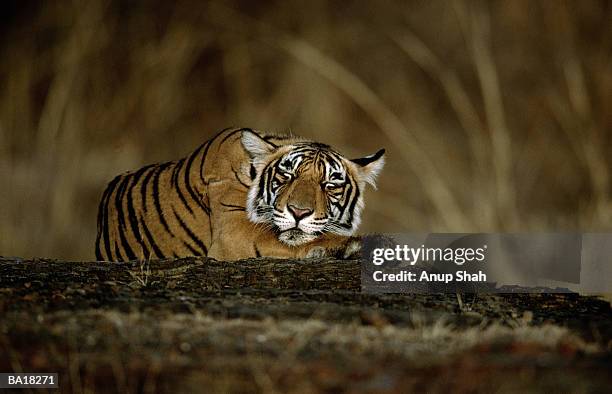 tiger (panthera tigris) lying on ground with eyes closed - tiger foto e immagini stock