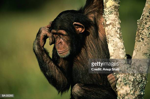 chimpanzee (pan troglodytes) in tree - laikipia ストックフォトと画像