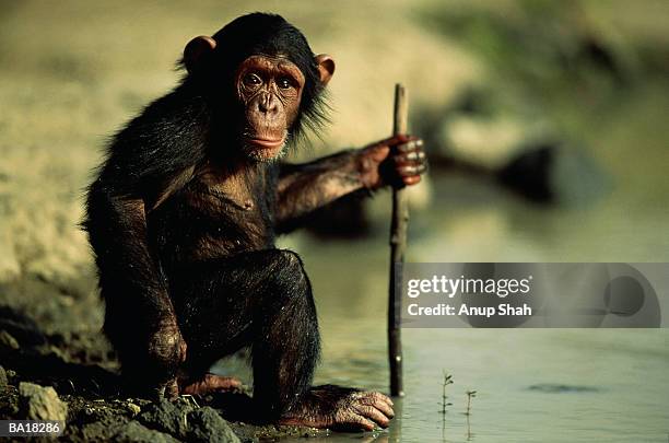 331 Monkey On A Stick Stock Photos, High-Res Pictures, and Images