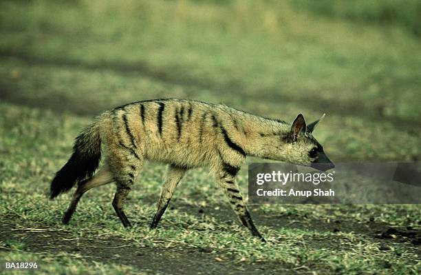 aard-wolf (proteles cristatus) - aardwolf stock pictures, royalty-free photos & images