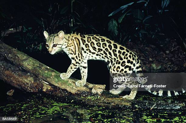 margay (felis wiedii) on branch crossing stream - margay stock pictures, royalty-free photos & images