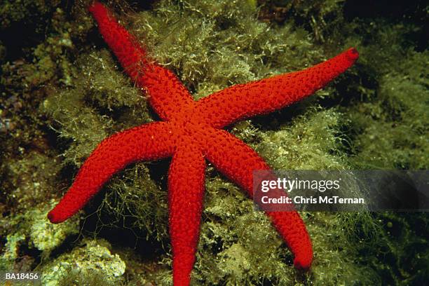 starfish (family: ophidiasteridae) - g2 stock pictures, royalty-free photos & images