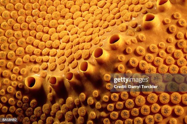 orange sponge showing vents - g2 stock pictures, royalty-free photos & images