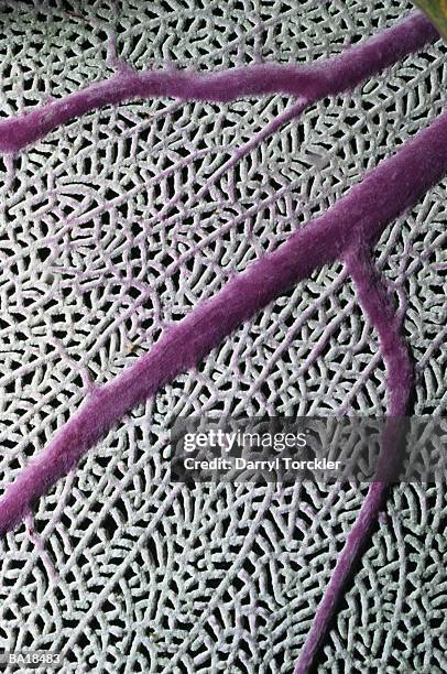 purple sea fan, close-up - g2 stock pictures, royalty-free photos & images