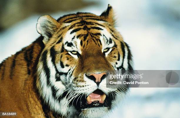 siberian tiger (panthera tigris altaica), close-up - ponton - fotografias e filmes do acervo