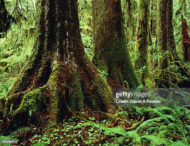 usa, washington, olympic national forest, temperate rainforest trees - g2 stock pictures, royalty-free photos & images