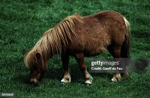 shetland pony grazing, elevated view - du stock pictures, royalty-free photos & images