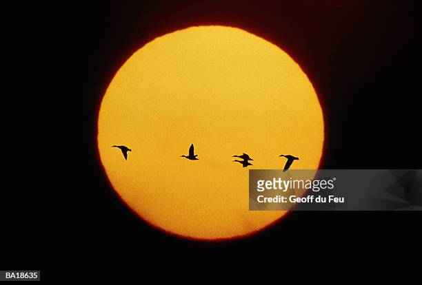 ducks flying, silhouette against sun - du stock pictures, royalty-free photos & images