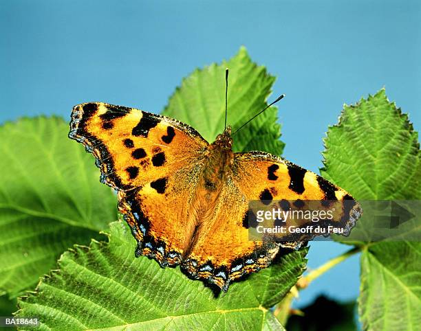 tortoiseshell buttefly (nymphalis polychloro), close-up - du stock pictures, royalty-free photos & images