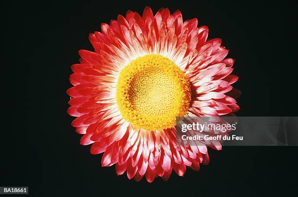 helichrysum flower, close-up, overhead view - du stock pictures, royalty-free photos & images